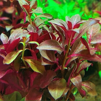 水草套餐 好养耐活真水草植物绿菊大叶绿九冠鱼缸水草造景 大叶红丁香