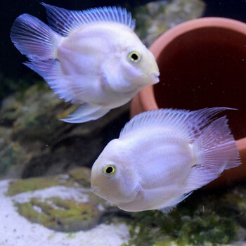 墨一迷你鹦鹉鱼种鱼一对三湖慈鲷宝蓝白金繁殖活体小型热带观赏冷水鱼
