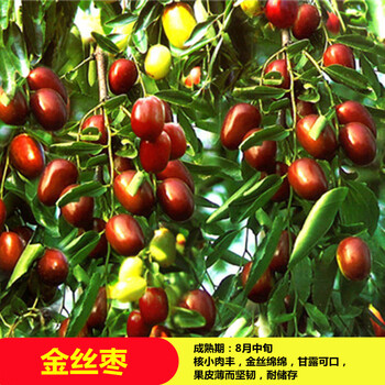 特大果枣树苗 枣苗沾化冬枣子树苗当年结果 庭院阳台盆栽地栽嫁接果树