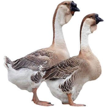 鹅活苗正宗特大种狮头鹅活苗纯种汕头品种灰狮头鹅小鹅苗活体6只价