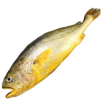 东海特大黄花鱼新鲜海鲜鲜鱼类水产鲜活海鱼大黄鱼冷冻