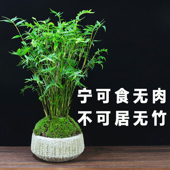 实心竹苗竹子苗盆栽庭院四季常青植物室内名贵盆景实心凤尾竹苗北方