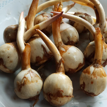 云南现挖新鲜茨菇小茨菇5斤白慈姑茨菰马蹄荸荠蔬菜燕尾菇地栗芽5斤