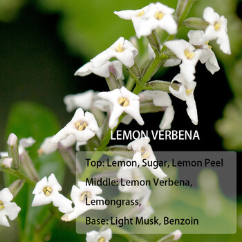美国香薰蜡烛香精油#清新/草木系列 柠檬马鞭草 lemon verbena 30ml