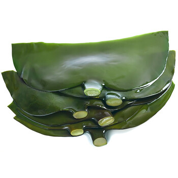 5斤厚海带头盐渍新鲜半干货特厚级山东荣成昆布海带结根