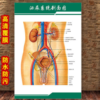 女性生殖圖人體內臟解剖系統示意圖醫學宣傳掛圖人體結構海報夢傾城