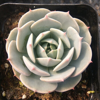 三木园艺1元稀有多肉植物新款吉娃娃水蜜桃粉山地玫瑰花卉园艺清棚小贵货酒红色荷叶莲5cm左右不含盆 图片价格品牌报价 京东