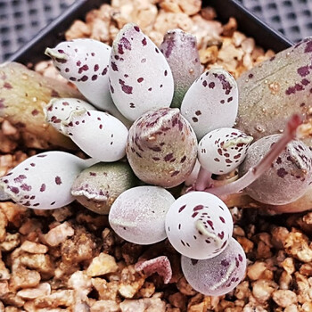 花客悦 多肉老桩群生悬崖桩进口品质多肉植物多头缀化法师锦容易吸