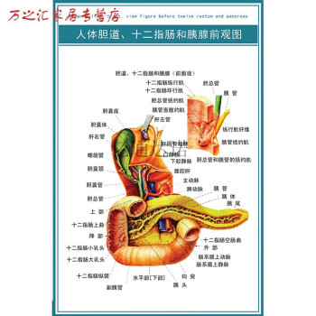 定製人體解剖五臟六腑圖結構示意圖譜骨骼大掛圖全身器官掛畫家用海報