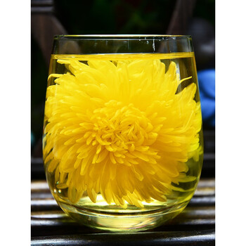 幸鸾菊花茶金丝皇菊黄菊菊花一朵一杯花茶大朵胎菊贡菊茶叶泡开79厘米