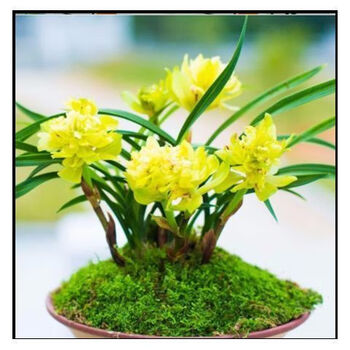 鲜木兰花苗浓香矮种 春兰黄金牡丹 迷你兰花室内四季盆栽植物花卉