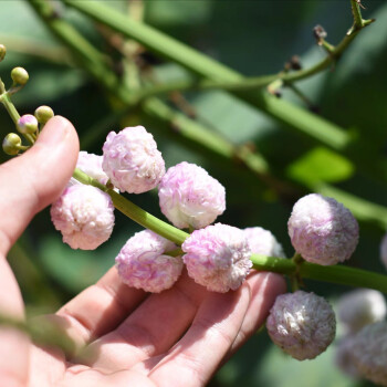 重瓣茨菇慈姑水茉莉花水生挺水植物造景過濾萌寶荷花苑 巨大球 不含盆