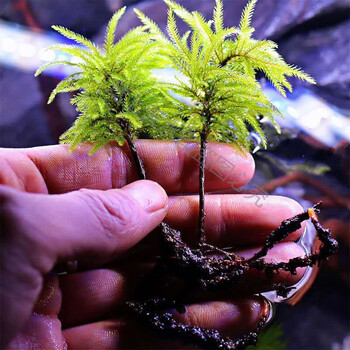 万年藓水草活体耐活耐低温苔藓鱼缸水族箱生态瓶雨淋缸造景活水草万年藓颗 新鲜发货 图片价格品牌报价 京东