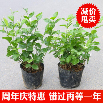 茉莉花苗盆栽室内室外防蚊植物阳台花卉盆栽白茉莉花苗芳香绿植两棵茉莉 图片价格品牌报价 京东