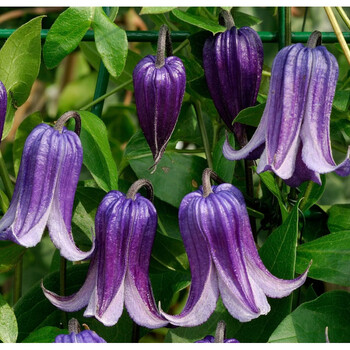 铃铛铁线莲德克萨斯组胭脂扣天使首饰万花筒玉樱桃唇红胖子如古紫铃铛