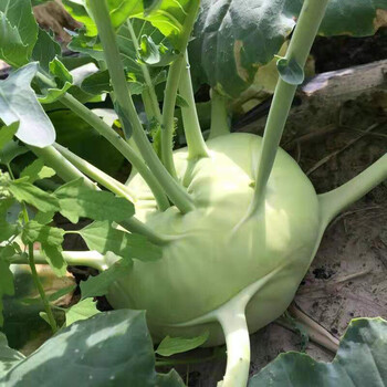 新鲜苤蓝疙瘩苤大头菜农家自种甘蓝下饭菜茄莲土苤芥菜头蔬菜2500g 4