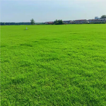 【牧歌轩 矮生四季青250克【家庭别院】】牧歌轩 四季青进口草坪种子