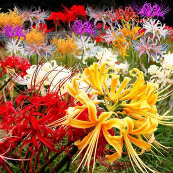 6棵彼岸花【紫色】2-3个月开花 土培【加仑盆 肥料】