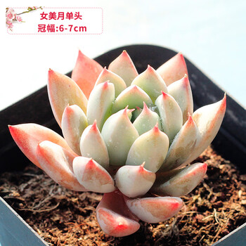 多肉植物所罗门赫拉女美月58璀璨尖叫丝绒玫瑰桃太郎血色浪漫女美月单头6 7cm 不含盆 图片价格品牌报价 京东