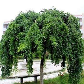 心头肉龙爪槐倒栽垂槐黄金槐国槐正宗嫁接适宜南北方庭院绿化种植树