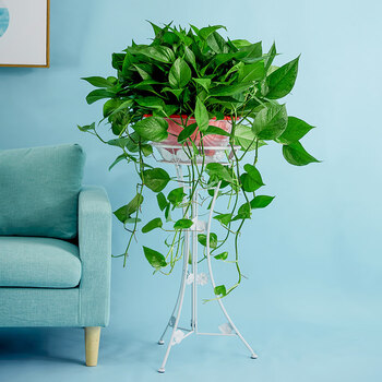 绿萝盆栽植物花卉水培办公室大型绿植室内吸甲醛净化空气绿箩特大储水