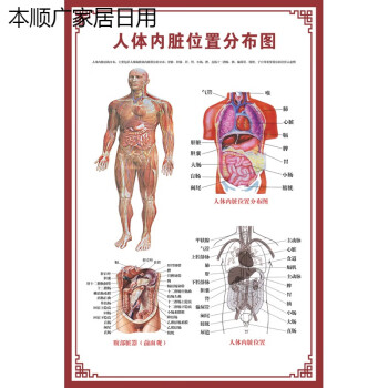 人體內臟解剖系統示意圖醫學骨骼肌肉器官血管血液結構圖醫院海報人體