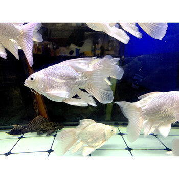 【普身】贵妃蝴蝶鲤4-6cm(3条)