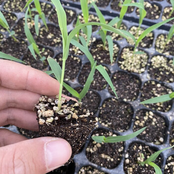 甜杆高粱种子汁多北方小甘蔗水果春秋夏季四季种植农家孑 甜杆苗10颗