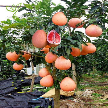 柚子苗官溪柚子苗嫁接苗红肉柚子树苗果树苗阳台庭院南北方种植当年结果苗三红蜜柚4年苗当年结果 图片价格品牌报价 京东