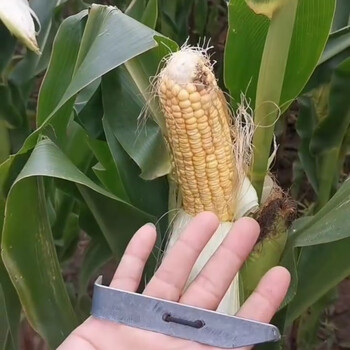 扒苞米小神器玉米棒子皮一抓开人工去皮剥皮器新款一扒开第一代老款2