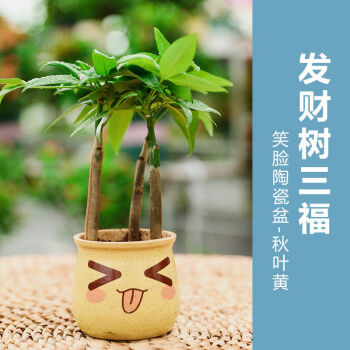 綠植辦公室小盆景樹苗樹桌擺吸甲醛植物 三福發財樹秋葉黃可愛笑臉盆