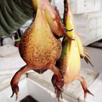 东北林蛙鲜活 19-20只/斤活林蛙长白山大母豹子 活体雪蛤活蛤蟆 雪蛤