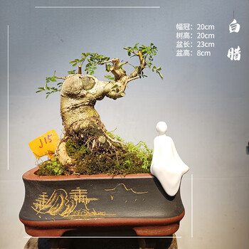 对节白蜡盆景悬崖式盆栽室内绿植物净化空气花卉j15文人树带盆栽好