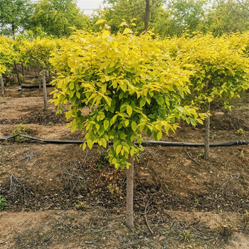 槿骁金叶榆树苗黄金榆树棒棒糖黄金榆枝叶金黄色榆树盆景 金叶榆树