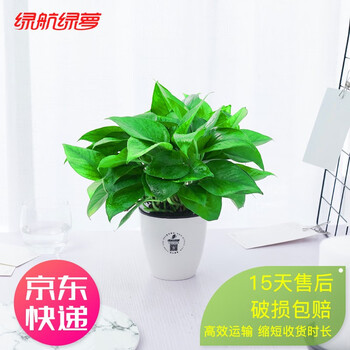 绿航绿萝办公室桌面小盆栽发财树富贵竹室内碧玉吊兰植物绿植盆栽绿色花卉90青叶白盆 单盆 图片价格品牌报价 京东