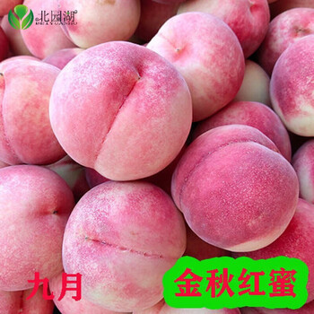 嫁接桃树苗水蜜桃锦绣黄桃苗冬桃血桃白桃黑桃苗南方北方种植蟠桃油桃果苗金秋红蜜2年苗 图片价格品牌报价 京东