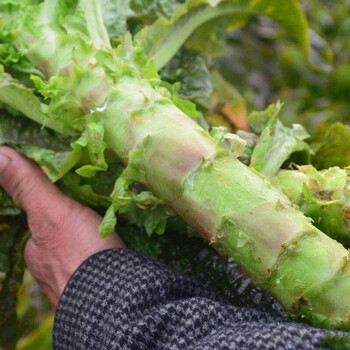 莱春秋季播种疏蔬菜菜子种籽家庭院种植大田菜籽种孑菜仔红莴笋苗5棵