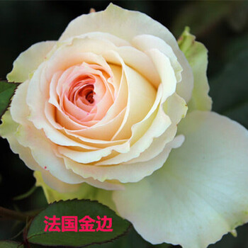 月季花苗盆栽地栽大花月季花苗灌木月季藤本月季蔷 法国金边5年苗