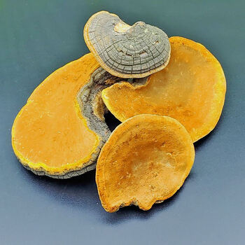 桑黄野生西藏桑树桑黄菌包种子正宗长白山金边灵芝茶年货