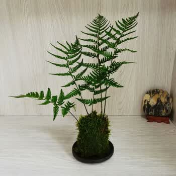 落沙园蕨类植物花卉盆栽绿植盆景室内客厅四季办公室桌面苔藓球蕨苔藓球高约30厘米 有盆 含盆 图片价格品牌报价 京东 落沙园蕨类植物花卉盆栽绿植盆景室内客厅四季办公室桌面苔藓球蕨苔藓球高约30厘米 有盆 含盆 图片价格品牌报价 京东