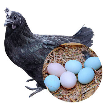 【谷凡】正宗农家粮食乌鸡蛋30枚净重2.