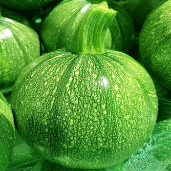 米囹【农家自种】云南小圆瓜新鲜嫩南瓜现摘圆形绿皮嫩瓜金瓜农家蔬菜