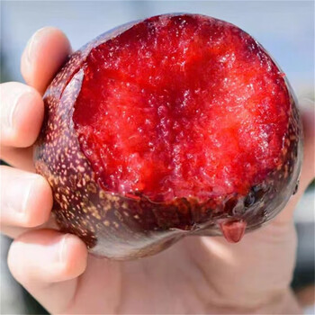 greenhow智利凤凰李玫瑰李恐龙蛋水果新鲜李子当季整箱顺丰 1斤