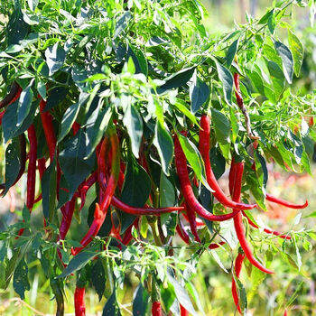 湖南农家魔鬼辣椒 新鲜中辣大红辣椒 露天自种长辣椒现摘现发昌隆福记