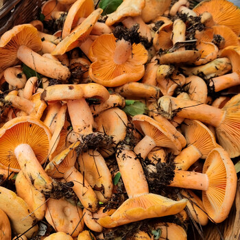 新鲜乌黄枞菌枞毛松树菌紫花菌贵州云南湘西产地深山野外生蘑菇现摘