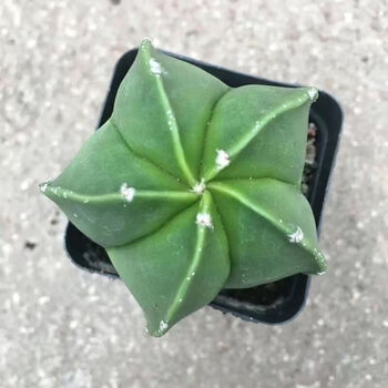 *轻奢球仙人掌客厅仙人球吸甲醛盆栽办公室星兜抖音网红sn6783 幸运星