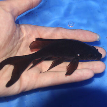 纯种黑彗星蝴蝶鲤白金蝴蝶鲤配鱼黑锦鲤鱼淡水冷水观赏鱼 精品黑彗星8