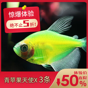 青青自然荧光黄斑马鱼长尾斑马皮实耐养小型淡水热带鱼宠物活体闯缸水草缸观赏鱼易活青苹果天使3条 图片价格品牌报价 京东