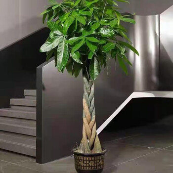 精选发财树盆栽大棵客厅旺宅摇钱树老桩特大号办公绿植室内养易活树脂