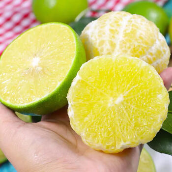 皓谦皇帝柑薄皮大果贡柑新鲜水果生鲜大果9斤2斤